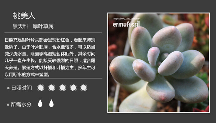 二木花花男的【150种常见多肉植物图鉴】。063 桃美人 Pachyphytum ‘mombuin’