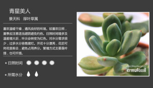 二木花花男的【150种常见多肉植物图鉴】。065 青星美人 Pachyphytum 'Dr. Cornelius'