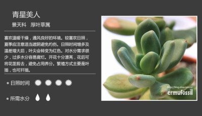 二木花花男的【150种常见多肉植物图鉴】。065 青星美人 Pachyphytum 'Dr. Cornelius'