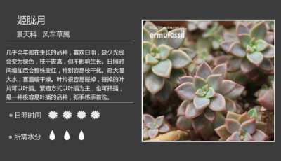 二木花花男的【150种常见多肉植物图鉴】。068 姬胧月 Graptosedum 'Alpenglow'