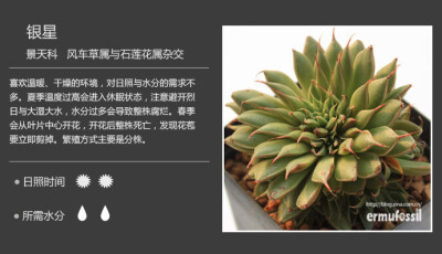 二木花花男的【150种常见多肉植物图鉴】。069 银星 Graptoveria 'silverstar'