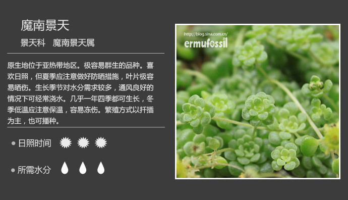 二木花花男的【150种常见多肉植物图鉴】。071 魔南景天 Monanthes brachycaulon