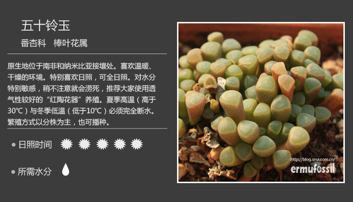 二木花花男的【150种常见多肉植物图鉴】。073 五十铃玉 Fenestraria aurantiaca（棒叶花 F. rhopalophylla ，五十铃玉 F. aurantiaca 是异名））