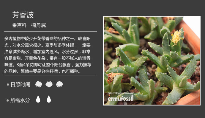 二木花花男的【150种常见多肉植物图鉴】。074 芳香波 Stomatium niveum