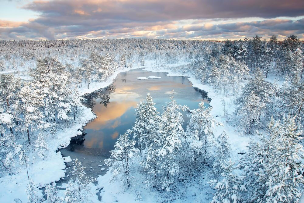 沼澤裏第一場雪——如此清新、天真而純靜（攝影：Jan Lepamaa 愛沙尼亞）