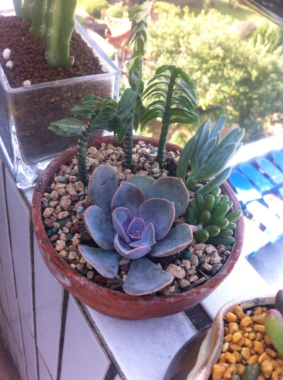 。多肉植物。紫珍珠、玉蜻蜓、蓝松，没盆了只能挤挤