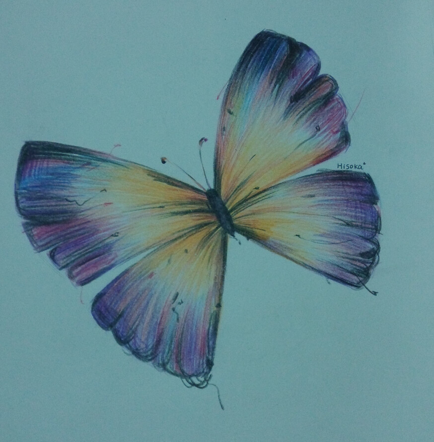 彩铅画蝴蝶