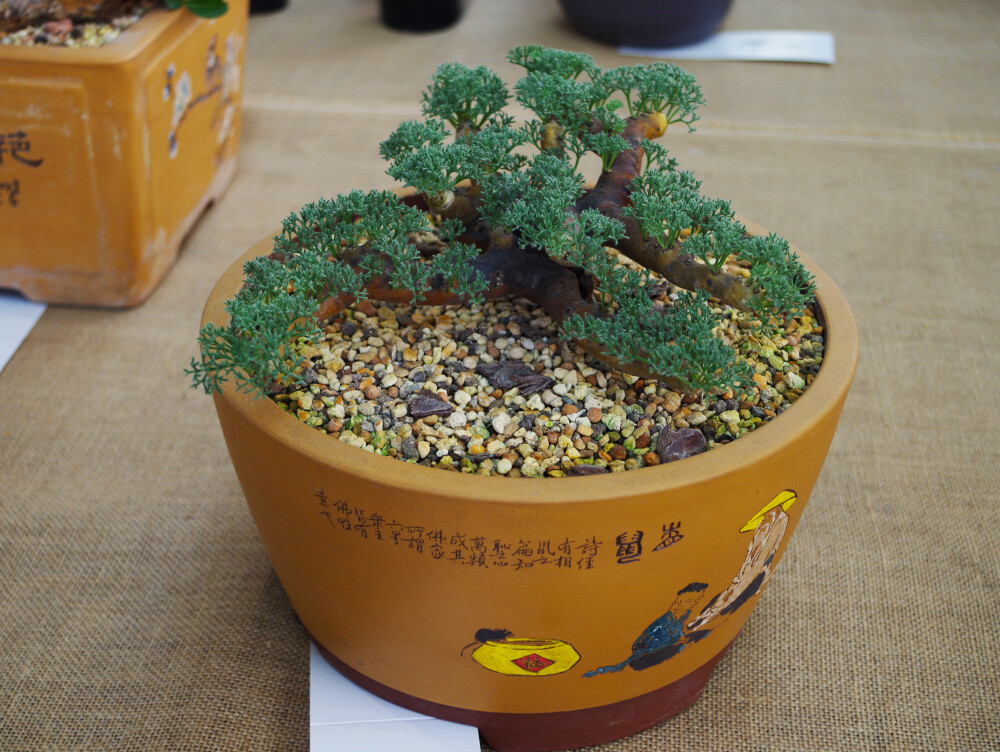 2014上海国际多肉植物展掠影 市面绝迹的 黑皮月界