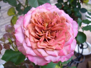 英伦节拍(テナチュール) 培育时地：   日本 类别： 切花月季、丰花月季 别称：  清茶 色系：  深茶色暗紫色，日晒会出现红晕 香味浓度： 暂无 成熟植株：（厘米） 暂无 耐寒： 暂无 花期： 多头集群开花，开花性好，集群短枝开花 抗病： 暂无 备注：   花瓣： 锯齿状花瓣