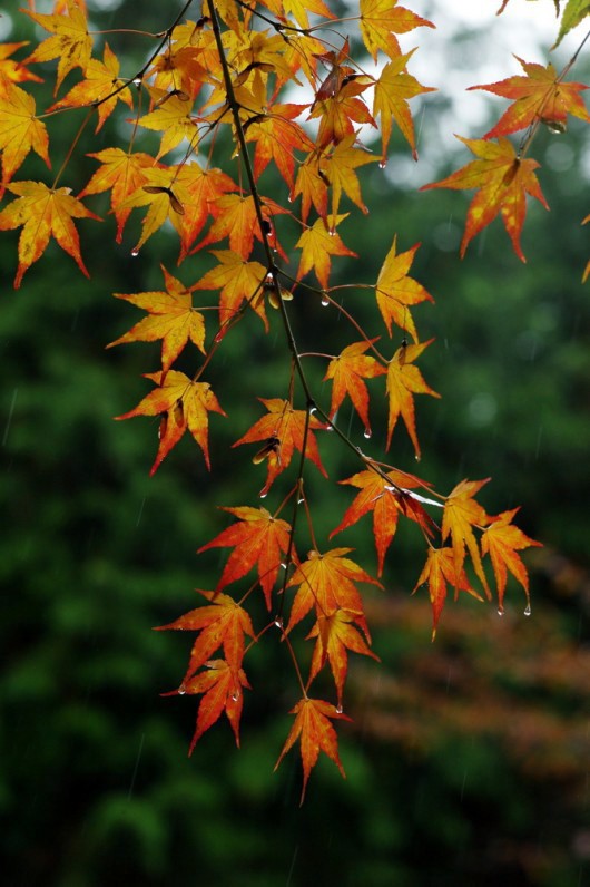 秋之景 下雨了，有点冷，但喜欢