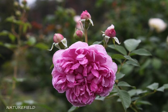 修女伊丽莎白（Sister Elizabeth） 培育时地： 2006前/奥斯汀 类别： 灌木 别称： 修女 色系： 粉红 香型： 强/老玫瑰/香料 植株高度：（厘米） 75 植株宽度：（厘米） 75 是否勤花： 是 是否多季： 是 花瓣数： 130 是否多头： 是 花径平均数：（厘米） 8