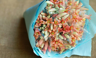 [多肉·舞娘]一束多肉花茎，换一个温暖故事。明明的多肉小铺。