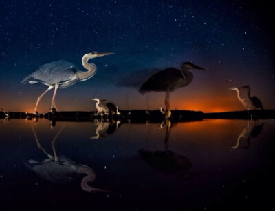 《时空里的鹭鸟》 Herons in time and space。摄影师：Bence Máté