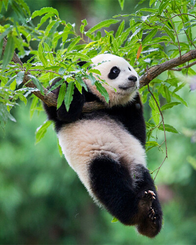 美国华盛顿国家动物园内，一只大熊猫宝宝正悬挂于一棵树上快乐地玩耍。这只大熊猫宝宝名叫“宝宝”，这是它的第一个生日。
