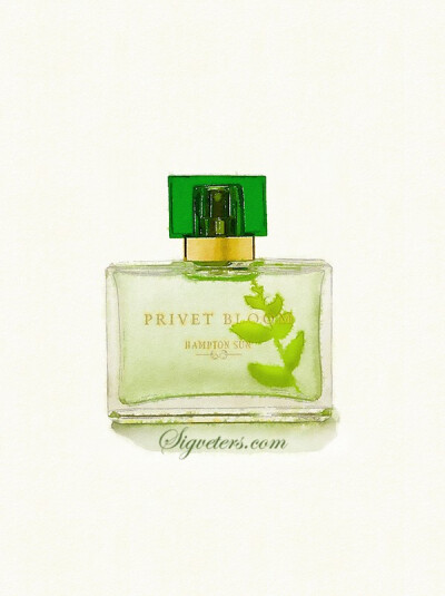 香水插画，无法抵抗的魅力。