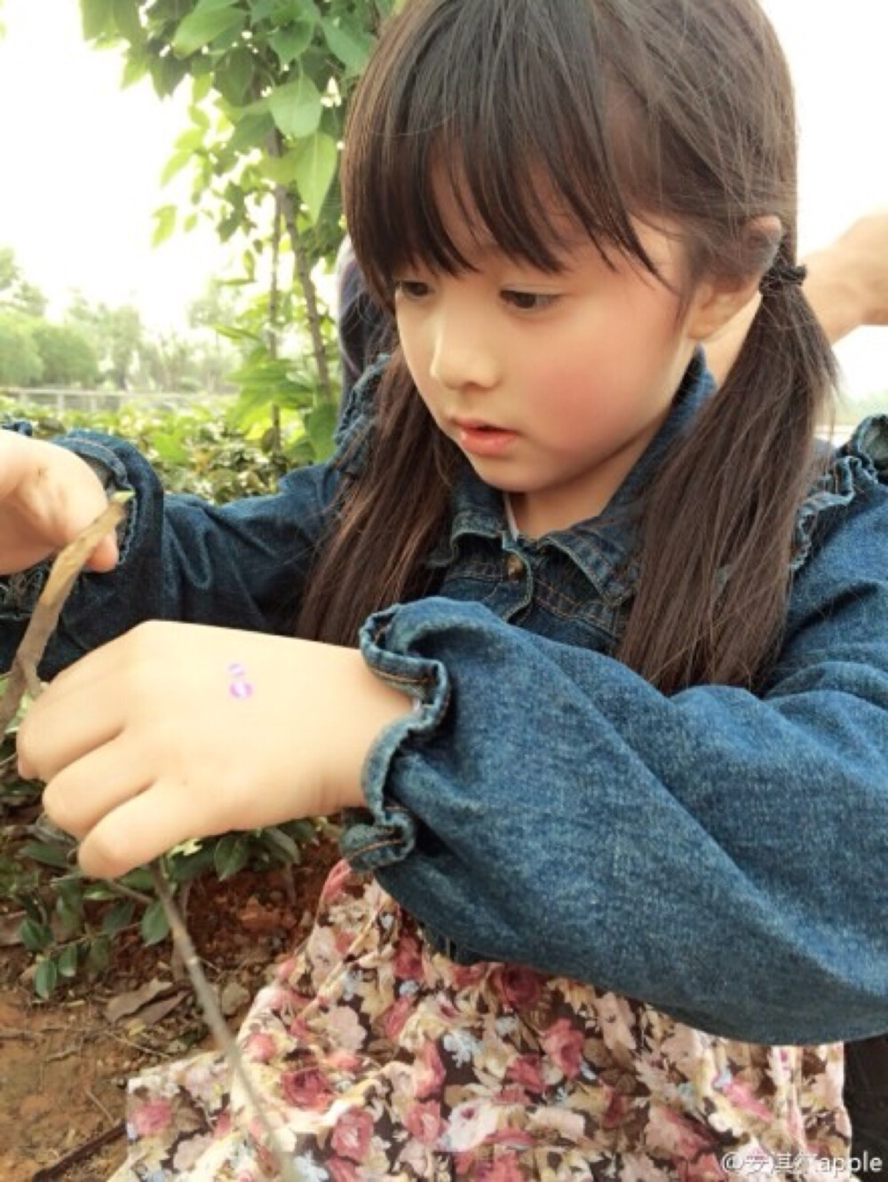 小苹果安淇尔