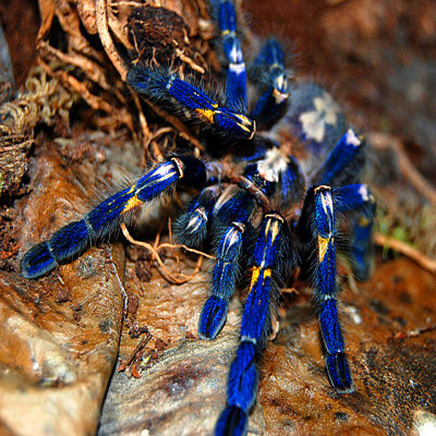 “cobalt Blue” Tarantula（钴蓝**蛛），特别凶猛，生活在热带森林里广阔而深邃的地洞迷宫中。