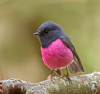 Pink Robin（粉红罗宾鸟），蛋也是彩色的喔。