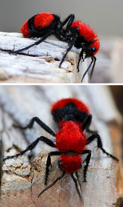 Red Velvet Ant（红丝绒蚁），体积和蜜蜂一样大，虽然被称为蚁，但它们是黄蜂的一种。