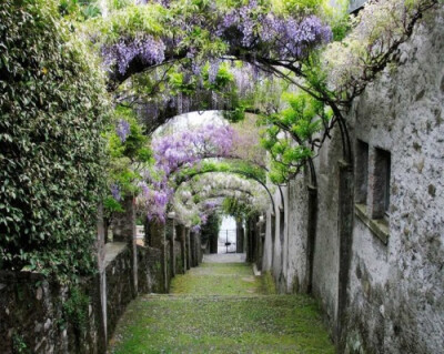 Wisteria Stairs, Italy