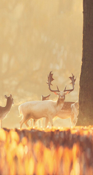 鹿呀鹿呀鹿屮(￫ܫ￩)屮