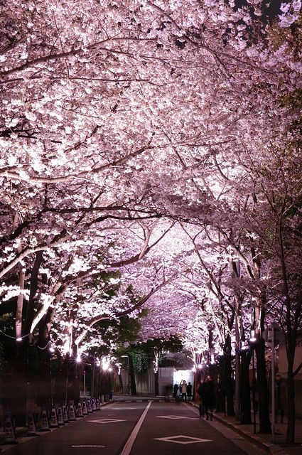 Cherry blossoms tunnel in Roppongi, Tokyo, Japan。日本东京六本木的樱花大道。六本木中城广场有超过100株的樱花树，春季盛开时相当的壮观美丽。从花园广场一直到樱花大道(さくら通り)，每晚的灯光照亮道旁的樱花，使六本木的夜色更加梦幻动人。
