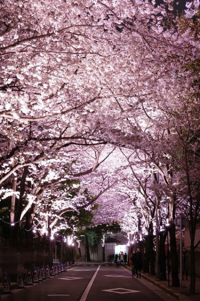 Cherry blossoms tunnel in Roppongi, Tokyo, Japan。日本东京六本木的樱花大道。六本木中城广场有超过100株的樱花树，春季盛开时相当的壮观美丽。从花园广场一直到樱花大道(さくら通り)，每晚的灯光照亮道旁的樱花…