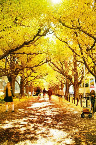  Gingko Tree Tunnel, Meji Shrine, Harajuku, Tokyo, Japan。日本东京明治神宫外苑银杏道。日本人将银杏视为“希望的承载者”，而银杏也常被称为“活化石”。如今在东京市共有大约65000棵银杏树，遍布街道和公园。