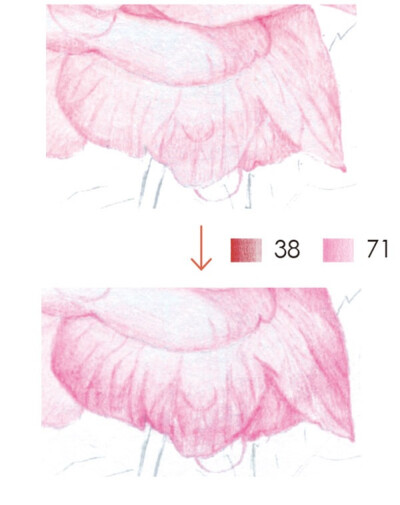 8.从这一步开始细化花瓣的纹理。首先用曙红色勾画出纹理的形状，再用桃红色一点点叠色，将花瓣层次表现得更加丰富，上色时将铅笔削尖，耐心地一点点刻画。