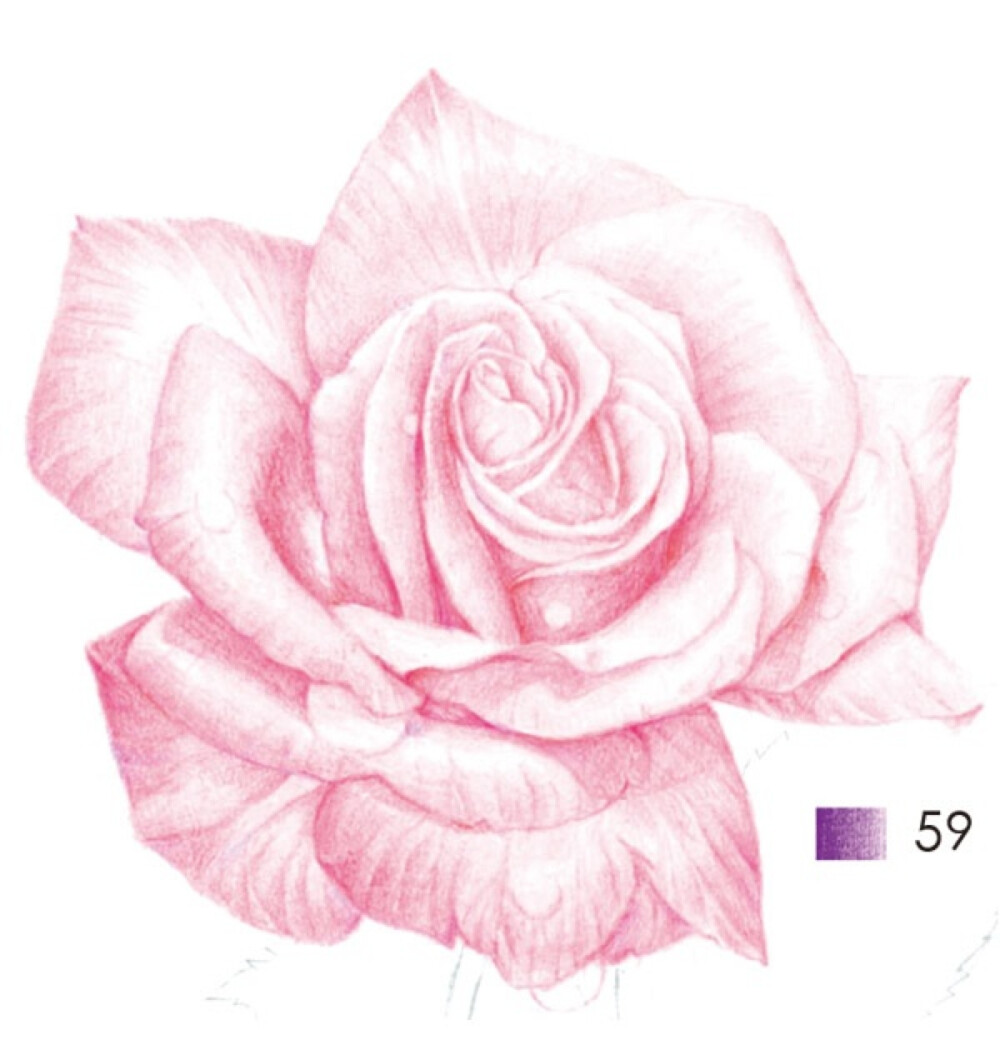 先用紫罗兰色加强花瓣叠加处的暗部.