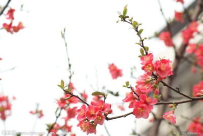 【海棠】 琼蕊籍中闻阆苑，紫芝图上见蓬莱。