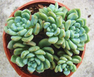 中文名：花乃井 别称：雨村 拉丁学名：Echeveria amoena 科属：景天科拟石莲花属 种植土质建议用混合颗粒和泥炭土1:1配比种植。此种植比例适用于中国大部分地区。根据生长环境的不同，接受光照的强弱，可适当调整比…