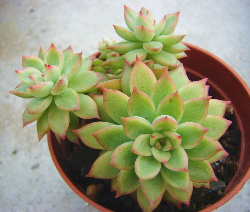 中文名：女雛 拉丁學(xué)名：Echeveria cv. Mebina科屬：景天科擬石蓮花屬 只要日照好，色彩極易出。易種。