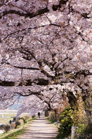 Along the Kamogawa River, Kyoto, Japan 日本京都賀茂川堤的半木之道（なからぎのみち）。从植物园西侧沿贺茂川到北大路桥和北山大桥之间是一条布满了粉红色垂樱的路。与潺潺流淌的贺冒川的风景交相辉映，营造出春日阳光般温暖舒适又清新无比的氛围。这里的开花相对较晚。盘腿而坐凭岸远眺或是逛逛北山通的时尚店铺也是不错的选择。