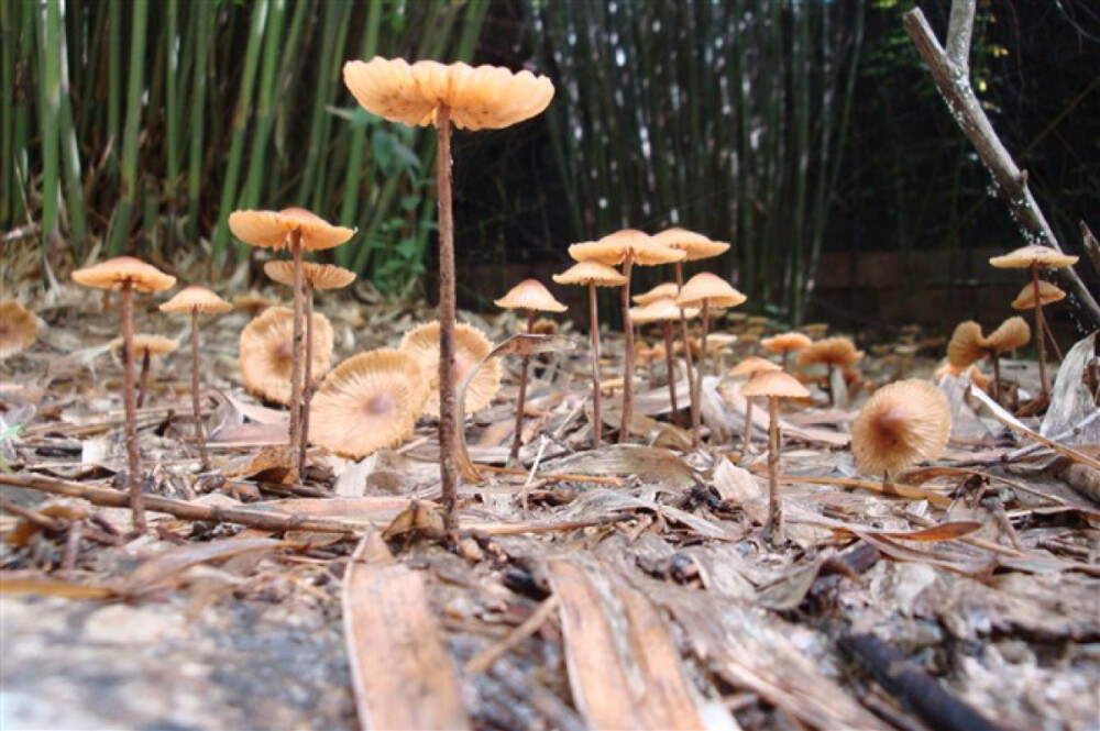 雨后的小花伞