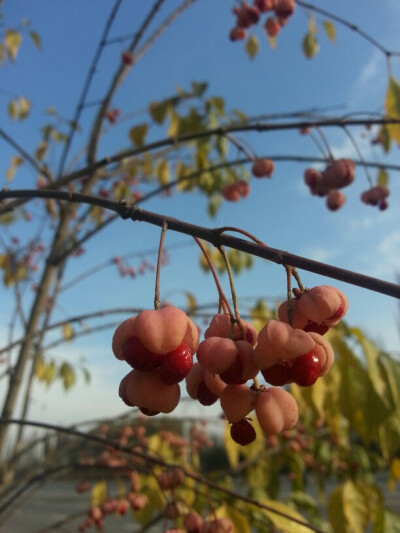 “小灯笼”树