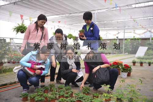 在太阳村的花卉棚里