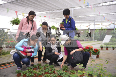 在太阳村的花卉棚里