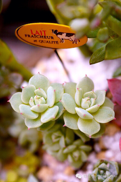 美哭人的日系多肉拼盘