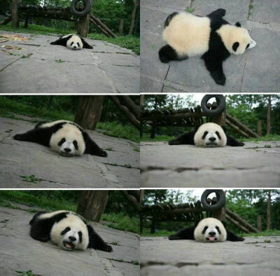 LOVE PANDA