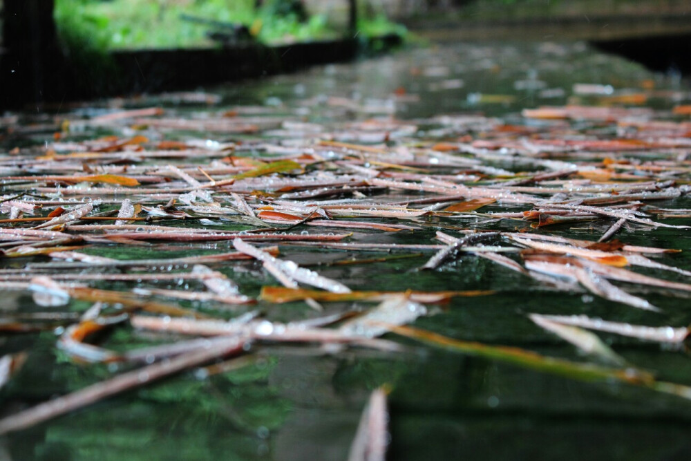 雨的脚步