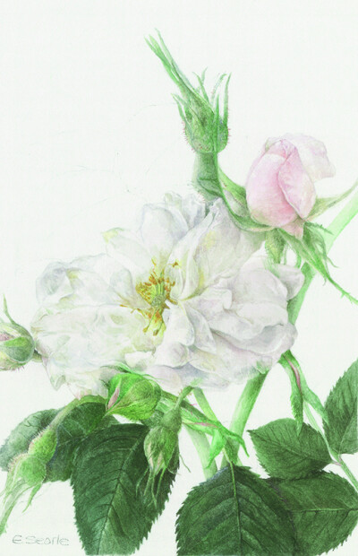 Elaine Searle植物绘欣赏。 这系列作品大气高雅，细节丰富，可收藏细品。手绘 水粉 花卉 彩铅 植物