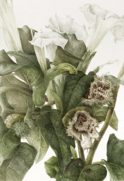 Elaine Searle植物绘欣赏。 这系列作品大气高雅，细节丰富，构图巧妙，可收藏细品。手绘 水粉 花卉 彩铅 植物