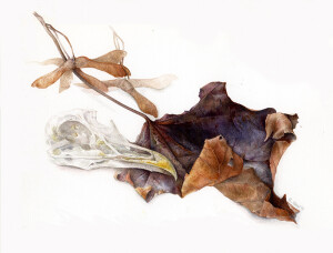 Elaine Searle植物绘欣赏。 这系列作品大气高雅，细节丰富，构图巧妙，可收藏细品。彩铅 手绘 水粉 花卉 植物