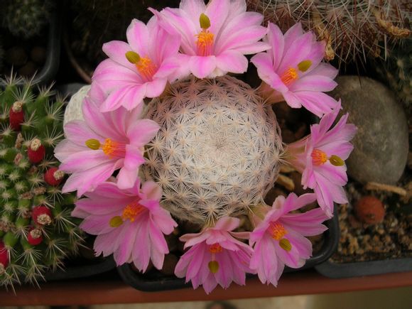 白鸟 Mammillaria herrerae ，仙人掌科乳突球属。