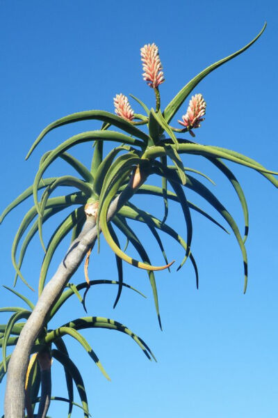 大树芦荟 Aloe barberae = Aloe bainesii ，百合科芦荟属。树形似龙血树属、丝兰属的一些植物，但是确实是芦荟属的大型芦荟，另一著名的大型芦荟是螺旋芦荟（Aloe polyphylla ，即为芦荟女王）。