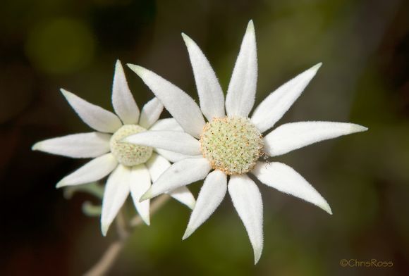 法兰绒花 actinotus helianthi ,伞形科辐射芹属.居然是伞形科.