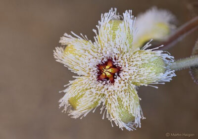 Stapelia glanduliflora （海葵萝藦 ？），夹竹桃科（萝藦科）豹皮花属。还有一种号称“海葵萝藦”的是毛绒角 Stapelianthus decaryi 。