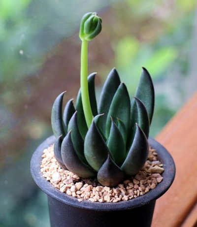 古紫（黑助） Echeveria affinis ，景天科石莲花属。这是一个多型种，野外植株的叶形从披针到近倒卵有一系列过渡态，叶色也是从绿到深绿有一系列过渡态（且野外绿色个体更多），但是园艺栽培时倾向选择叶形更窄、叶…