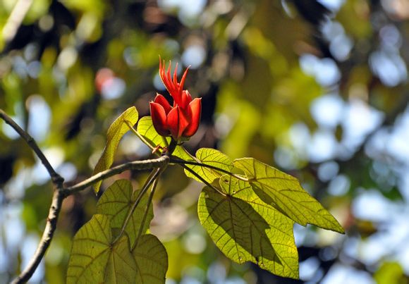 猴爪树（恶魔之手）Chiranthodendron pentadactylon ，锦葵科爪花树属。这“手势”很漂亮嘛不是吗......